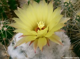 Coryphantha pallida